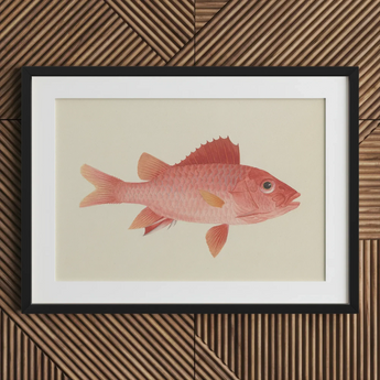 Caribbean Red Snapper - Luigi Balugani Sea Life Art Print / Canvas Framed Illustration Pink Fish Detailed Scales Fins Set Luigi Balugani,