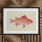 Caribbean Red Snapper - Luigi Balugani Sea Life Art Print / Canvas Framed Illustration Pink Fish Detailed Scales Fins Set, Exquisite Fine