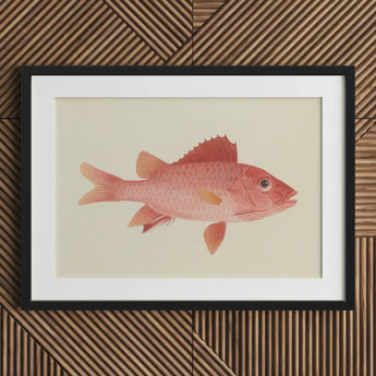 Caribbean Red Snapper - Luigi Balugani Sea Life Art Print / Canvas Framed Illustration Pink Fish Detailed Scales Fins Set, Exquisite Fine
