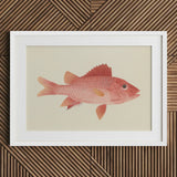 Caribbean Red Snapper - Luigi Balugani Sea Life Art Print / Canvas Framed Illustration Pink Fish Detailed Scales Fins Set, Exquisite Fine