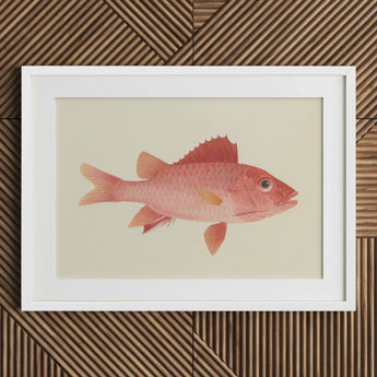 Caribbean Red Snapper - Luigi Balugani Sea Life Art Print / Canvas Framed Illustration Pink Fish Detailed Scales Fins Set, Exquisite Fine