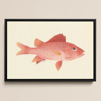 Caribbean Red Snapper - Luigi Balugani Sea Life Art Print / Canvas Framed Illustration Pink Fish Detailed Scales Orange-tinted Fins,