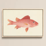 Caribbean Red Snapper - Luigi Balugani Sea Life Art Print / Canvas Framed Watercolor Illustration Pink Fish Delicate Orange Fins Luigi