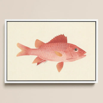 Caribbean Red Snapper - Luigi Balugani Sea Life Art Print / Canvas Framed Watercolor Illustration Pink Fish Delicate Scales Orange-tinted,