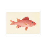 Caribbean Red Snapper - Luigi Balugani Sea Life Art Print / Canvas, 18x12’’ / 46x31cm / Unframed / White Border, Posters Prints & Visual