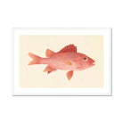 Caribbean Red Snapper - Luigi Balugani Sea Life Art Print, Pink-red Fish Prominent Scales Fins