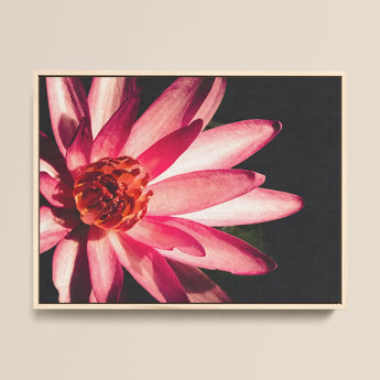 Casanova - Pink Lotus Flower Photography Art Print / Canvas, 16x12’’ / 41x31cm / Natural Frame, Posters Prints & Visual Artwork, Toby Leon