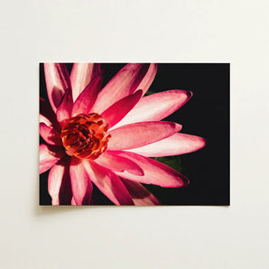 Casanova - Pink Lotus Flower Photography Art Print / Canvas, 16x12’’ / 41x31cm / Unframed / no Border, Posters Prints & Visual Artwork,