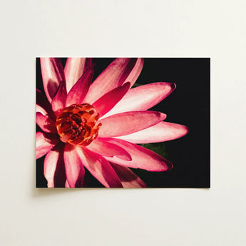 Casanova - Pink Lotus Flower Photography Art Print / Canvas, 16x12’’ / 41x31cm / Unframed / no Border, Posters Prints & Visual Artwork,