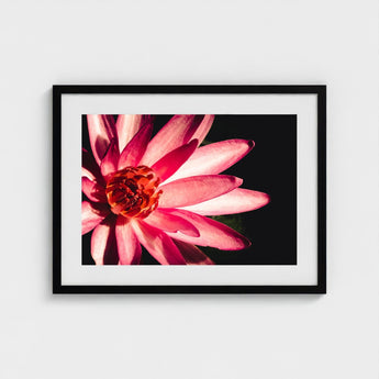 Casanova - Pink Lotus Flower Photography Art Print / Canvas Red, Prints