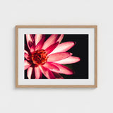 Casanova - Pink Lotus Flower Photography Art Print / Canvas Red, Prints