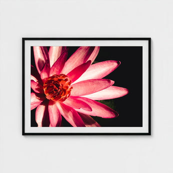 Casanova - Pink Lotus Flower Photography Art Print / Canvas Red, Prints
