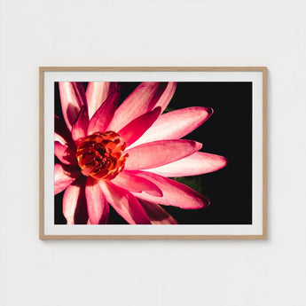 Casanova - Pink Lotus Flower Photography Art Print / Canvas Red, Prints