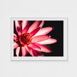 Casanova - Pink Lotus Flower Photography Art Print / Canvas Red, Prints