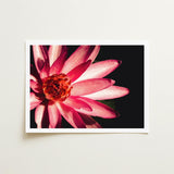 Casanova - Pink Lotus Flower Photography Art Print / Canvas Red, Prints