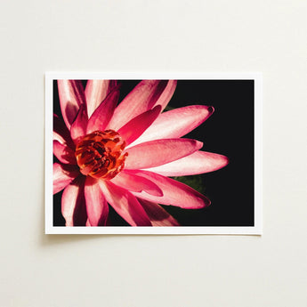Casanova - Pink Lotus Flower Photography Art Print / Canvas Red, Prints
