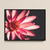 Casanova - Pink Lotus Flower Photography Art Print / Canvas, posterprints & visueel artwork, Toby Leon