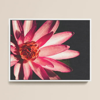 Casanova - Pink Lotus Flower Photography Art Print / Canvas Framed Photograph Vibrant Pink Lotus Flower Delicate Petals Red Flower, Art,