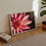 Casanova - Pink Lotus Flower Photography Art Print / Canvas Framed Photograph Pink Water Lily Bloom White-tipped Petals Red Lotus Flower,
