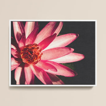 Casanova - Pink Lotus Flower Photography Art Print / Canvas, Red Lotus Flower, Lotus Flower Art, Lotus Flower Photography