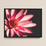 Casanova - Pink Lotus Flower Photography Art Print / Canvas, Red Lotus Flower, Lotus Flower Art, Lotus Flower Photography