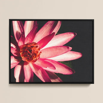 Casanova - Pink Lotus Flower Photography Art Print / Canvas, Red Lotus Flower, Lotus Flower Art, Lotus Flower Photography