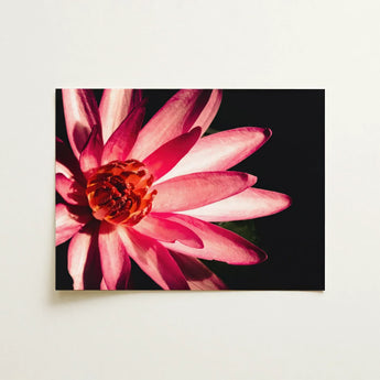 Casanova - Pink Lotus Flower Photography Art Print / Canvas Vibrant Pink Lotus Flower Delicate Layered Petals Rich Red Flower, Art,