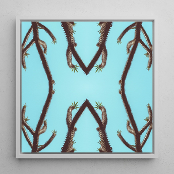 Chain Reaction - Tirage d'art de succulente psychédélique / Toile, 12x12’’ / 31x31cm / Cadre blanc, Affiches, estampes et art visuel, Toby Leon