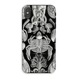 Cirripedia Barnacles - Ernst Haeckel iPhone-Hülle, Xs / Matt, Handyhüllen, Toby Leon
