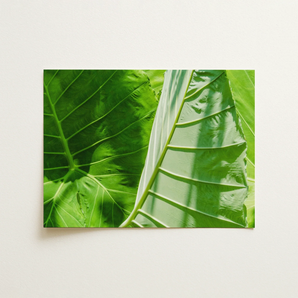 Clash of the Hulks - Koh Chang Botanicals Art Print / Canvas, 16x12’’ / 41x31cm / Unframed / no Border, Posters Prints & Visual Artwork,