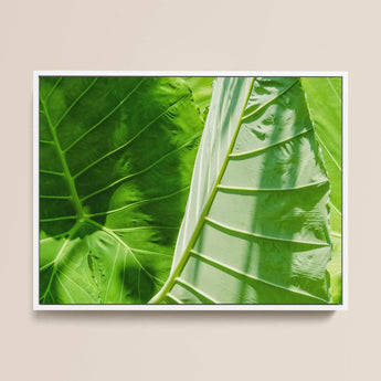 Clash of the Hulks - Koh Chang Botanicals Art Print / Canvas, 16x12’’ / 41x31cm / White Frame, Posters Prints & Visual Artwork, Toby Leon