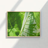 Framed Photograph Vibrant Green Tropical Leaves Prominent Veins Koh Chang’s Lush Botanical Paradise, Chang Botanicals, Thailand