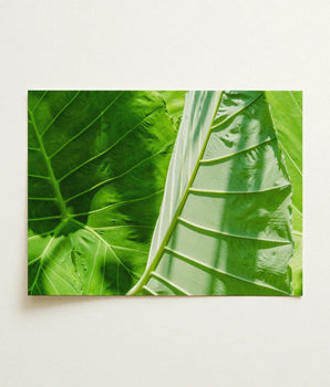 Rectangular Canvas Print Close-up Vibrant Green Tropical Leaves Koh Chang’s Lush Botanical Paradise, Chang Botanicals, Thailand