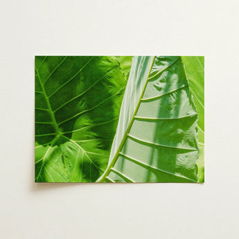 Clash of the Hulks - Koh Chang Botanicals Art Print / Canvas Rectangular Close-up Vibrant Green Tropical Leaves Chang’s Lush Botanical