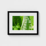 Clash of the Hulks - Koh Chang Botanicals Art Print / Canvas Chang’s Lush Botanical Paradise, Thailand Prints