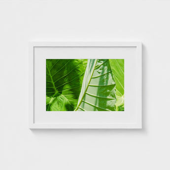 Clash of the Hulks - Koh Chang Botanicals Art Print / Canvas Chang’s Lush Botanical Paradise, Thailand Prints