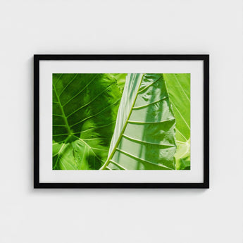Clash of the Hulks - Koh Chang Botanicals Art Print / Canvas Chang’s Lush Botanical Paradise, Thailand Prints