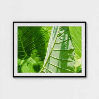 Clash of the Hulks - Koh Chang Botanicals Art Print / Canvas Chang’s Lush Botanical Paradise, Thailand Prints
