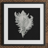 Cockle Shell - Stampa d’arte marina di Ernst Haeckel / Tela, 12x12’’ / 31x31cm / Cornice nera / Passe-partout, Poster, Stampe e Opere d’arte visiva, Toby