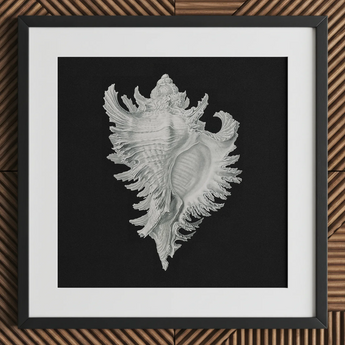 Cockle Shell - Stampa d’arte marina di Ernst Haeckel / Tela, 12x12’’ / 31x31cm / Cornice nera / Passe-partout, Poster, Stampe e Opere d’arte visiva, Toby
