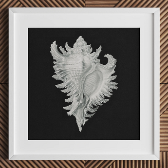 Cockle Shell - Stampa d’arte marina di Ernst Haeckel / Tela, 12x12’’ / 31x31cm / Cornice bianca / Passe-partout, Poster, Stampe e Opere d’arte visiva, Toby