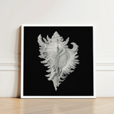 Cockle Shell - Ernst Haeckel Sea Life Art Print / Canvas Framed Black-and-white Illustration Detailed Intricately Ridged Conch,