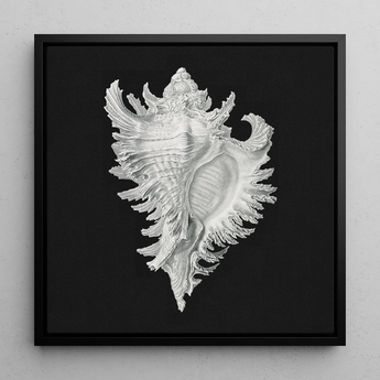 Cockle Shell - Ernst Haeckel Sea Life Art Print / Canvas, 12x12’’ / 31x31cm / Black Frame, Posters Prints & Visual Artwork, Toby Leon