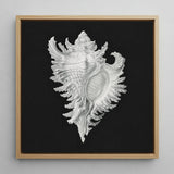 Cockle Shell - Ernst Haeckel Sea Life Art Print / Canvas, 12x12’’ / 31x31cm / Natural Frame, Posters Prints & Visual Artwork, Toby Leon