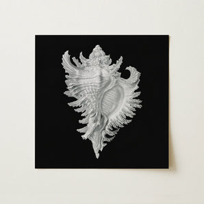 Cockle Shell - Ernst Haeckel Sea Life Art Print / Canvas, 12x12’’ / 31x31cm / Unframed / no Border, Posters Prints & Visual Artwork, Toby
