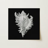Cockle Shell - Ernst Haeckel Sea Life Art Print / Canvas, 12x12’’ / 31x31cm / Unframed / no Border, Posters Prints & Visual Artwork, Toby