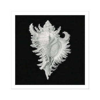 Cockle Shell - Ernst Haeckel Sea Life Art Print / Canvas Delicate White Seashell Intricate Ruffled Edges Spines Ernst Haeckel Sea, Cockle