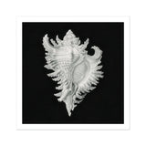 Cockle Shell - Ernst Haeckel Sea Life Art Print / Canvas Delicate White Seashell Intricate Ruffled Edges Spines, Monochromatic Masterpiece