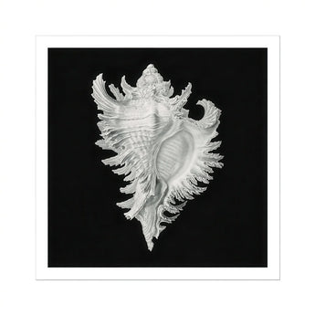 Cockle Shell - Ernst Haeckel Sea Life Art Print / Canvas Delicate White Seashell Intricate Ruffled Edges Spines, Monochromatic Masterpiece