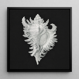 Cockle Shell - Ernst Haeckel Sea Life Art Print / Canvas Detailed Silver Conch Shell Artwork Sleek Black Frame Ernst Haeckel Sea, Cockle
